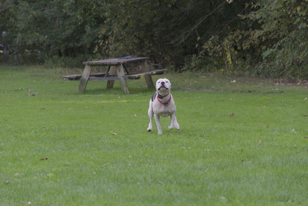 20250910_Thisbe and Dog Park__DSC0150_.jpg