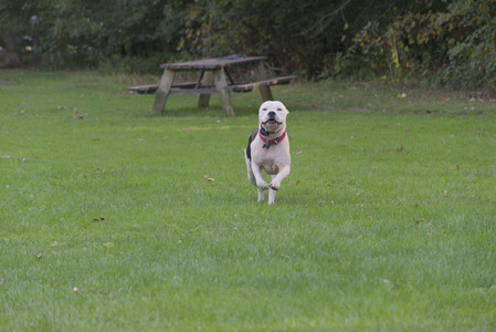 20250910_Thisbe and Dog Park__DSC0151_.jpg