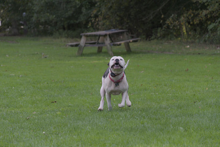 20250910_Thisbe and Dog Park__DSC0152_.jpg