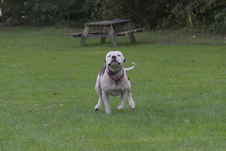 20250910_Thisbe and Dog Park__DSC0153_.jpg