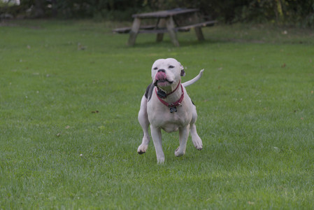 20250910_Thisbe and Dog Park__DSC0154_.jpg