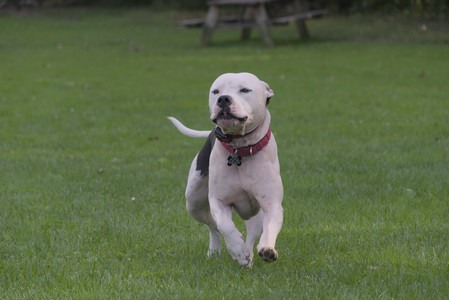 20250910_Thisbe and Dog Park__DSC0155_.jpg