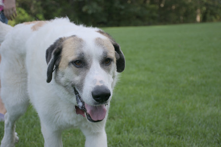 20250910_Thisbe and Dog Park__DSC0170_.jpg