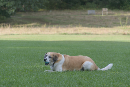 20250910_Thisbe and Dog Park__DSC0174_.jpg