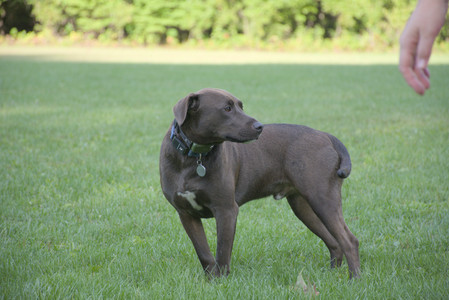 20250910_Thisbe and Dog Park__DSC0175_.jpg