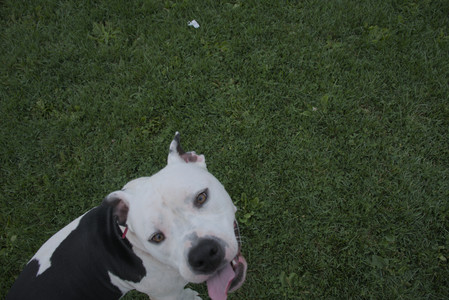 20250910_Thisbe and Dog Park__DSC0176_.jpg