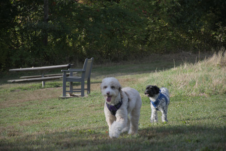 20250910_Thisbe and Dog Park__DSC0185_.jpg