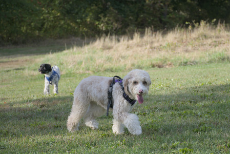 20250910_Thisbe and Dog Park__DSC0188_.jpg