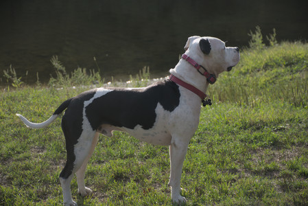 20250910_Thisbe and Dog Park__DSC0192_.jpg