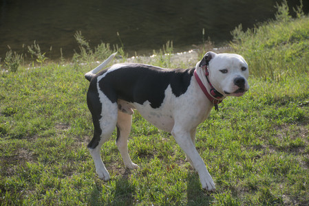 20250910_Thisbe and Dog Park__DSC0193_.jpg