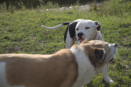 20250910_Thisbe and Dog Park__DSC0194_.jpg