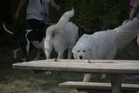 20250910_Thisbe and Dog Park__DSC0195_.jpg