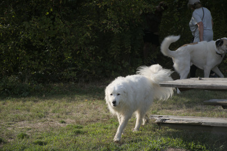 20250910_Thisbe and Dog Park__DSC0196_.jpg