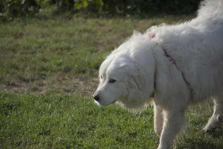 20250910_Thisbe and Dog Park__DSC0197_.jpg