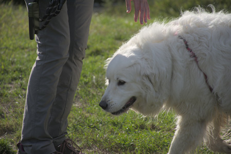 20250910_Thisbe and Dog Park__DSC0200_.jpg