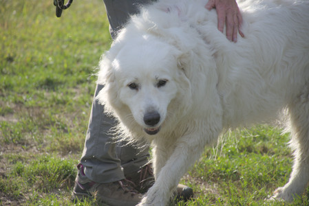 20250910_Thisbe and Dog Park__DSC0201_.jpg