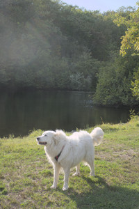 20250910_Thisbe and Dog Park__DSC0206_.jpg