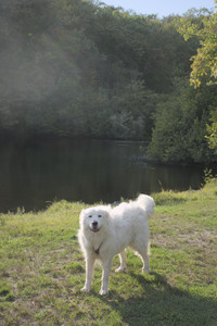 20250910_Thisbe and Dog Park__DSC0207_.jpg