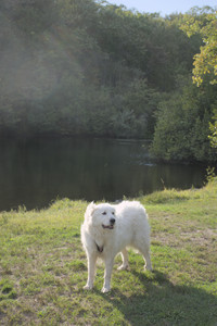 20250910_Thisbe and Dog Park__DSC0208_.jpg