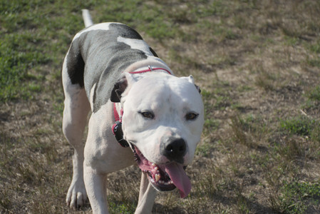 20250910_Thisbe and Dog Park__DSC0223_.jpg