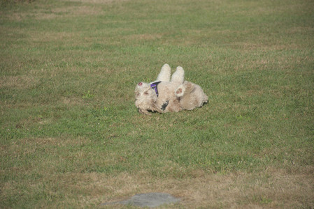 20250910_Thisbe and Dog Park__DSC0230_.jpg