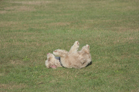 20250910_Thisbe and Dog Park__DSC0231_.jpg