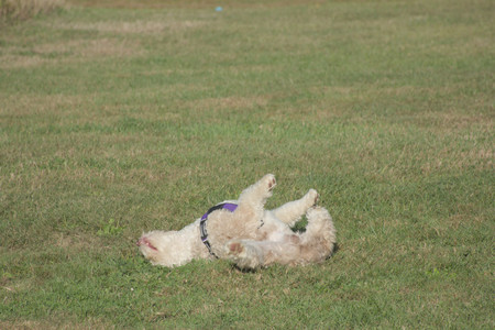 20250910_Thisbe and Dog Park__DSC0233_.jpg