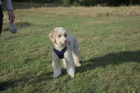 20250910_Thisbe and Dog Park__DSC0245_.jpg