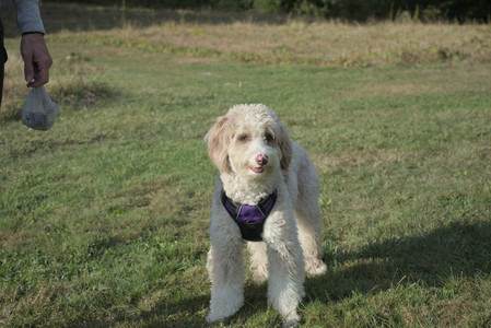 20250910_Thisbe and Dog Park__DSC0246_.jpg