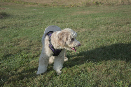 20250910_Thisbe and Dog Park__DSC0247_.jpg