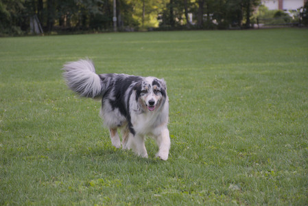 20250910_Thisbe and Dog Park__DSC0264_.jpg