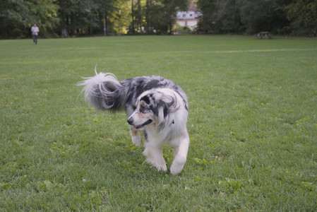 20250910_Thisbe and Dog Park__DSC0266_.jpg