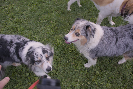 20250910_Thisbe and Dog Park__DSC0268_.jpg