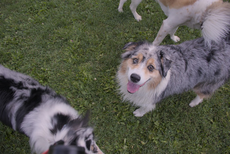 20250910_Thisbe and Dog Park__DSC0269_.jpg