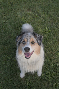 20250910_Thisbe and Dog Park__DSC0275_.jpg