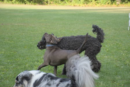 20250910_Thisbe and Dog Park__DSC0287_.jpg