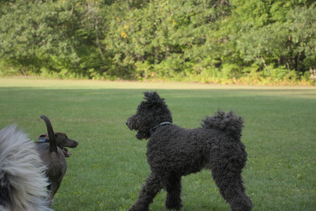 20250910_Thisbe and Dog Park__DSC0288_.jpg