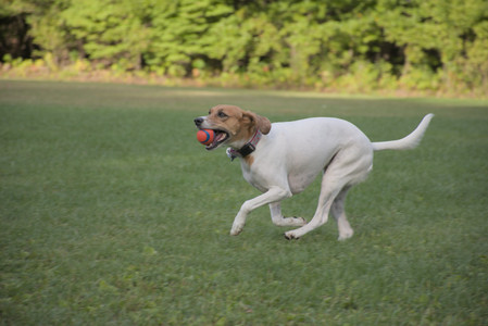 20250910_Thisbe and Dog Park__DSC0294_.jpg