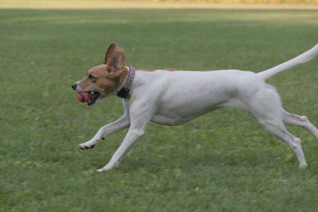 20250910_Thisbe and Dog Park__DSC0296_.jpg