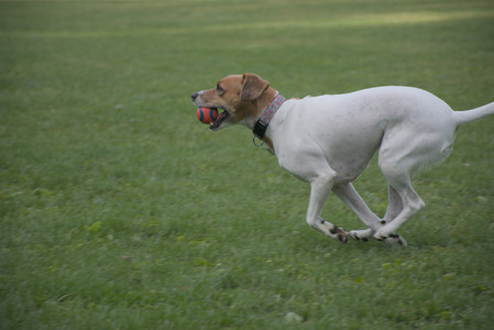 20250910_Thisbe and Dog Park__DSC0297_.jpg