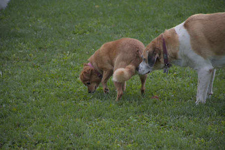 20250910_Thisbe and Dog Park__DSC0298_.jpg