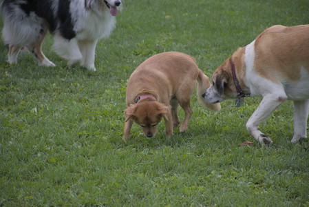 20250910_Thisbe and Dog Park__DSC0299_.jpg