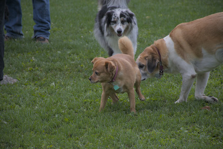 20250910_Thisbe and Dog Park__DSC0300_.jpg