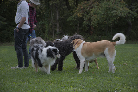 20250910_Thisbe and Dog Park__DSC0301_.jpg