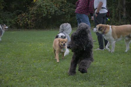 20250910_Thisbe and Dog Park__DSC0305_.jpg