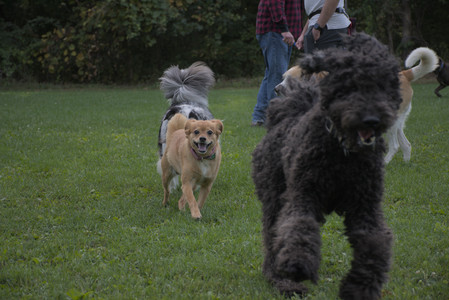 20250910_Thisbe and Dog Park__DSC0306_.jpg