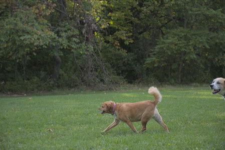 20250910_Thisbe and Dog Park__DSC0319_.jpg