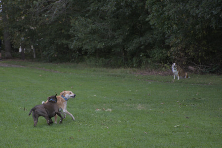 20250910_Thisbe and Dog Park__DSC0328_.jpg