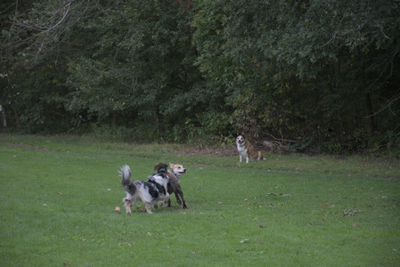 20250910_Thisbe and Dog Park__DSC0329_.jpg