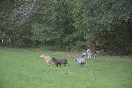 20250910_Thisbe and Dog Park__DSC0330_.jpg